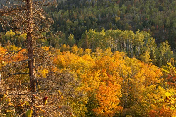 Otoño Aspens y arce visto desde la montaña Oberg en el norte de M — Foto de Stock