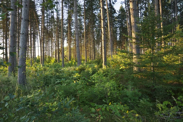 Luz de la mañana entre pinos en el norte del bosque de Minnesota —  Fotos de Stock