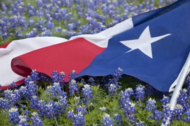 Texas flag among bluebonnet flowers on bright spring day clipart