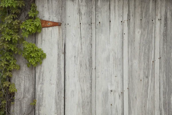Vecchia parete in legno con edera, cerniera arrugginita, chiodi e fori — Foto Stock