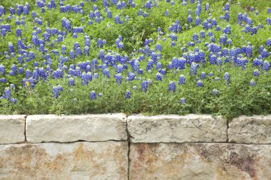 Texas bluebonnets taştan bir duvar üzerinde