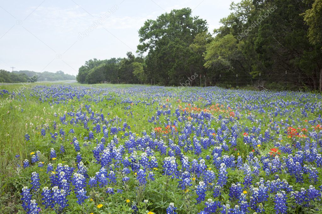 Bluebonnets and Indian Paintbrush flowers along Texas Hill Count