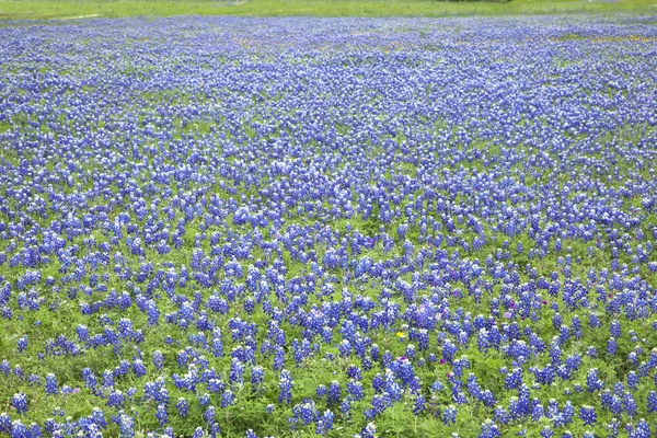 Ein Feld mit vielen texanischen Blaunetzen — Stockfoto