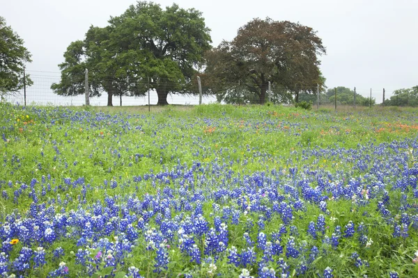 Field of Texas Bluebonnets and other wildflowers with trees — Stock Photo, Image