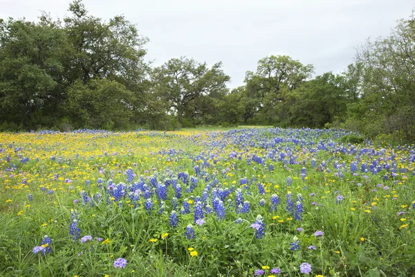 Campo de Bluebonnets Texas, margaridas e verbanas com árvores Fotos De Bancos De Imagens Sem Royalties