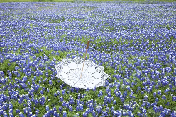 Vit spets parasoll upp och ner i ett fält av Texas bluebonnets — Stockfoto