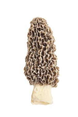 morel mantarlı beyaz izole