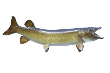 Benekli muskellunge veya beyaz izole muskie 