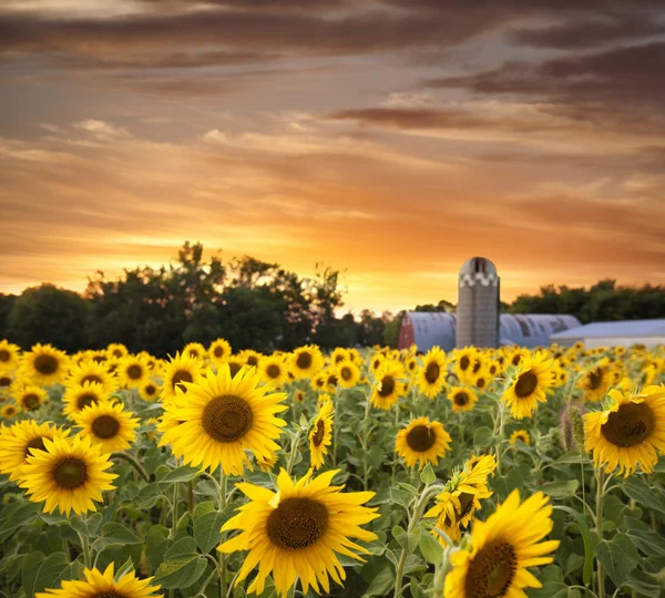 Соняшникове поле і сарай на заході сонця — стокове фото