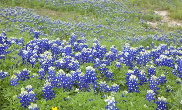 Texas Bluebonnets seçici odak görünümünü bir yamaca