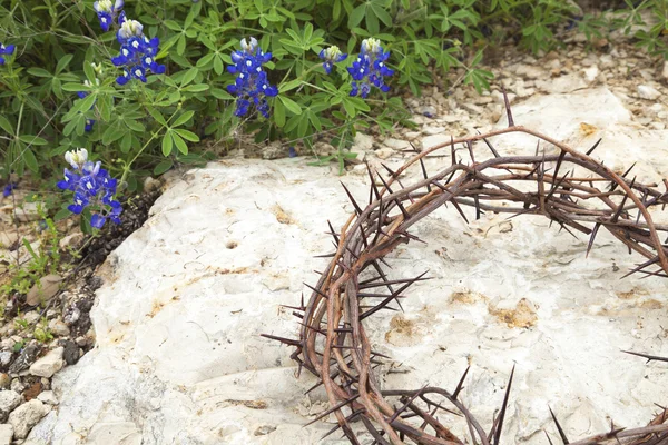 Törns krona på stenig mark med Texas Bluebonnets — Stockfoto