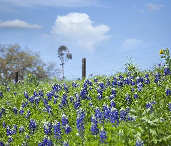 Bluebonnets Texas na encosta com moinho de vento no fundo Fotos De Bancos De Imagens