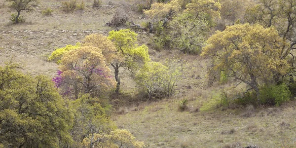 Árvores em uma encosta Texas Hill Country durante a primavera Fotos De Bancos De Imagens Sem Royalties