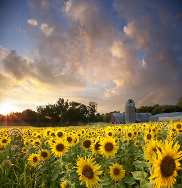 Соняшникове поле і сарай під вражаючим небом заходу сонця — стокове фото