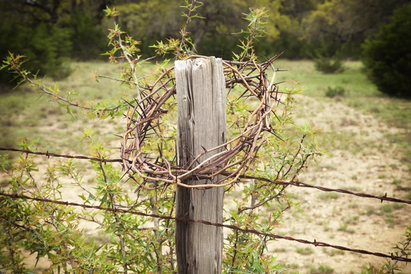 Crown of thorns on a Texas Hill Country fence post — Stock Photo, Image