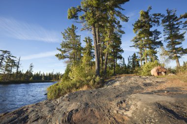 Rocky shore with pine trees on a Boundary Waters lake in Minneso clipart