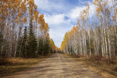 Dirt road in northern Minnesota lined with birch trees on a bright fall afternoon