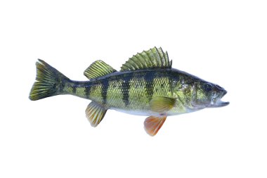 Taze yakalanmış sarı levrek beyaz arka planda izole edilmiş.