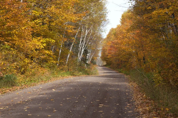 Camino de campo con árboles en color otoño en el norte de Minnesota —  Fotos de Stock