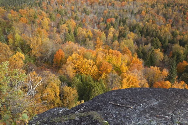 Vue de la falaise de couleur automne dans les arbres à la montagne Oberg dans le Minn — Photo