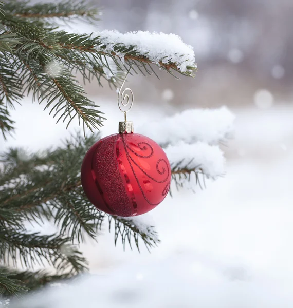 Red Christmas bauble with on snowy pine branch defocused backgro — Stock Photo, Image