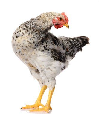 Beyaz arka planda izole edilmiş gri bir horoz, stüdyo çekimi