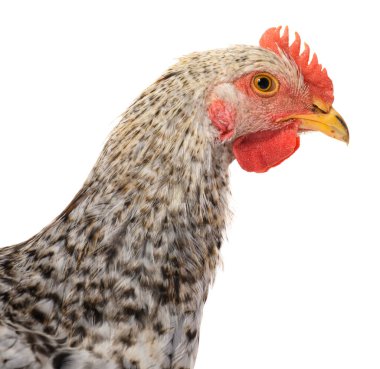 Beyaz arka planda izole edilmiş gri bir horoz, stüdyo çekimi