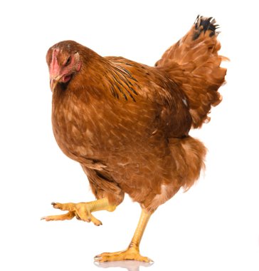 Beyaz arka planda izole edilmiş kahverengi bir tavuk, stüdyo çekimi.