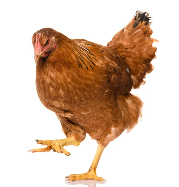 One Brown Walking Chicken Isolated White Background Studio Shoot — Stock Photo, Image