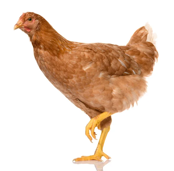 Egy Barna Sétáló Csirke Elszigetelt Fehér Háttér Stúdió Fotózás — Stock Fotó