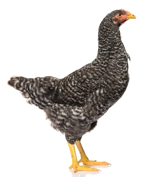 Egy Fekete Csirke Elszigetelt Fehér Háttér Stúdió Lövés — Stock Fotó