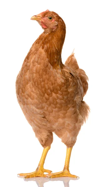 Ein Braunes Huhn Isoliert Auf Weißem Hintergrund Studioaufnahme — Stockfoto