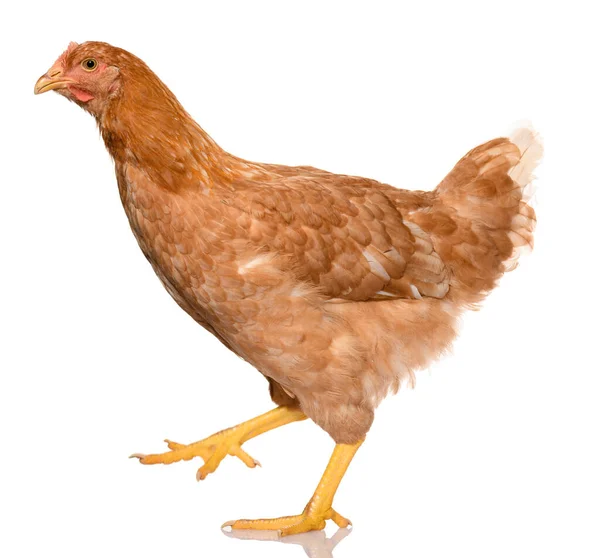 One Brown Walking Chicken Isolated White Background Studio Shoot — Stock Photo, Image