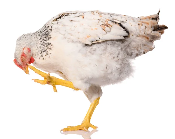 Poulet Blanc Leva Jambe Gratta Tête Isolé Sur Fond Blanc — Photo