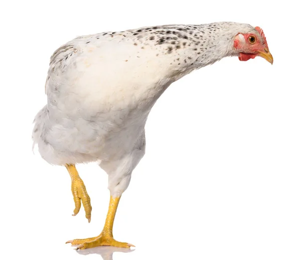 一只白色的鸡在白色背景上隔离 摄影棚拍摄 免版税图库图片