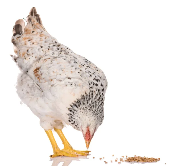 Pollo Blanco Picoteando Granos Aislado Sobre Fondo Blanco Sesión Estudio — Foto de Stock