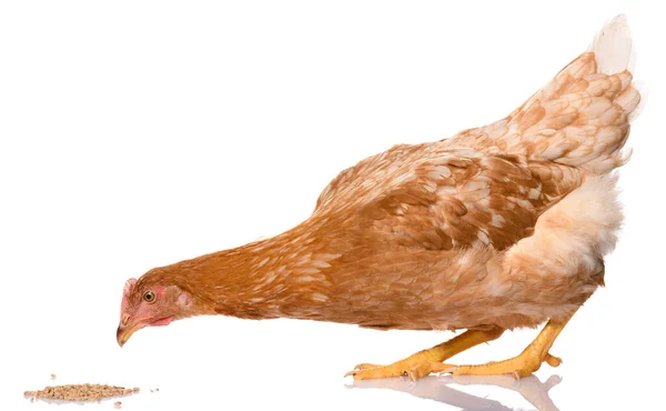 Egy Barna Csirke Csipkedő Gabona Elszigetelt Fehér Alapon Stúdió Fotózás — Stock Fotó
