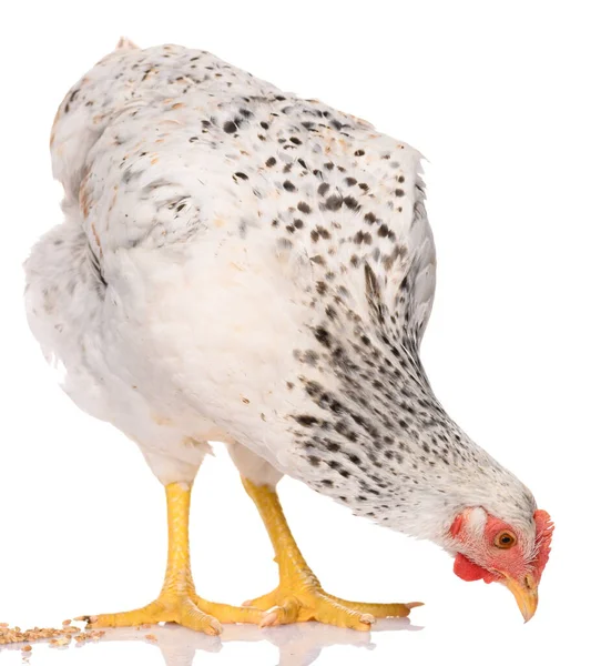 Pollo Blanco Picoteando Granos Aislado Sobre Fondo Blanco Sesión Estudio — Foto de Stock