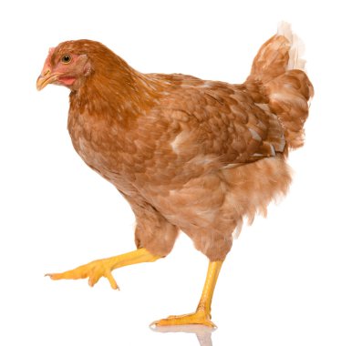 Beyaz arka planda izole edilmiş kahverengi bir tavuk, stüdyo çekimi.