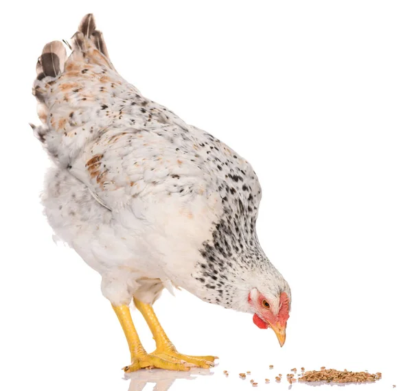 One White Chicken Pecking Grains Isolated White Background Studio Shoot — Stock Photo, Image