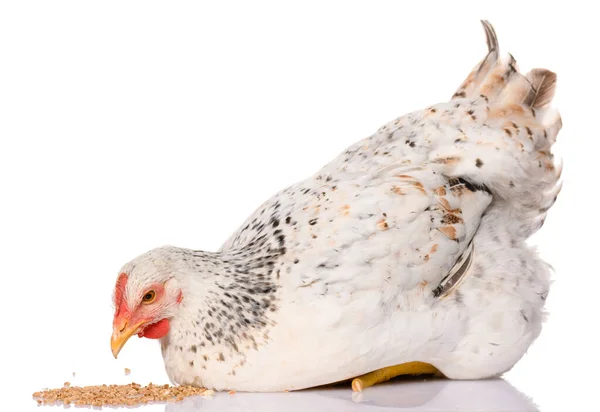 One White Chicken Pecking Grains Isolated White Background Studio Shoot — Stock Photo, Image