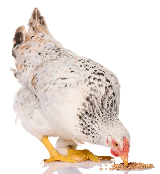 One White Chicken Pecking Grains Isolated White Background Studio Shoot — Stock Photo, Image