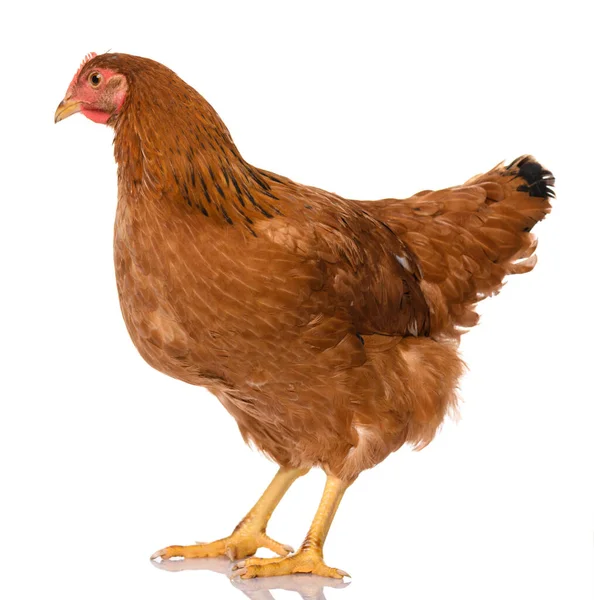 Ein Braunes Huhn Isoliert Auf Weißem Hintergrund Studioaufnahme Stockbild