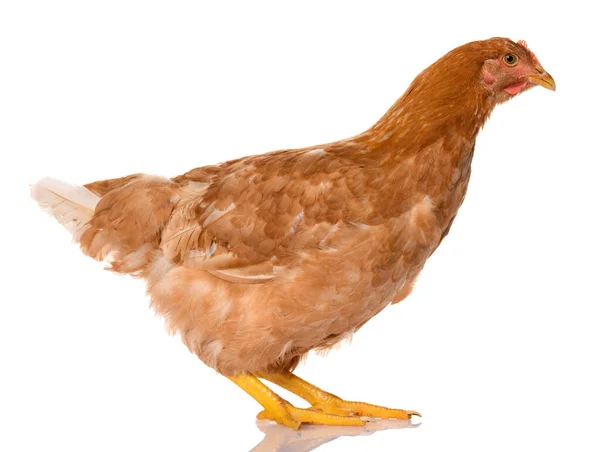 Один Коричневый Цыпленок Белом Фоне Студия Съемки — стоковое фото
