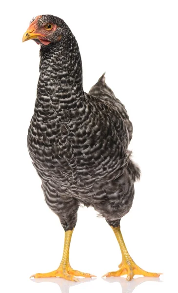 Ein Schwarzes Huhn Isoliert Auf Weißem Hintergrund Studiodreh — Stockfoto