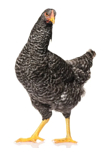 Ein Schwarzes Huhn Isoliert Auf Weißem Hintergrund Studiodreh Stockfoto