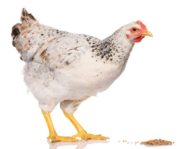 Bir Beyaz Tavuk Gagalama Taneleri Beyaz Arka Planda Izole Edilmiş — Stok fotoğraf