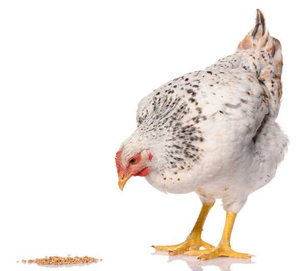 one white chicken pecking grains, isolated on white background, studio shoot