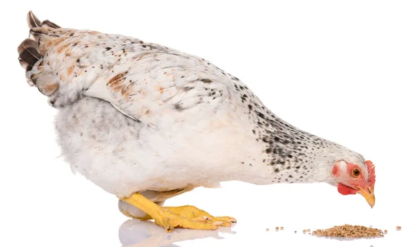 One White Chicken Pecking Grains Isolated White Background Studio Shoot — Stock Photo, Image