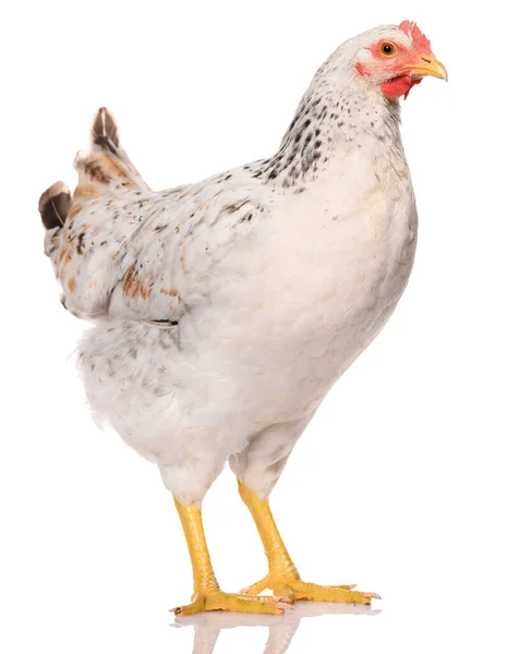 Ein Weißes Huhn Isoliert Auf Weißem Hintergrund Studioaufnahme — Stockfoto